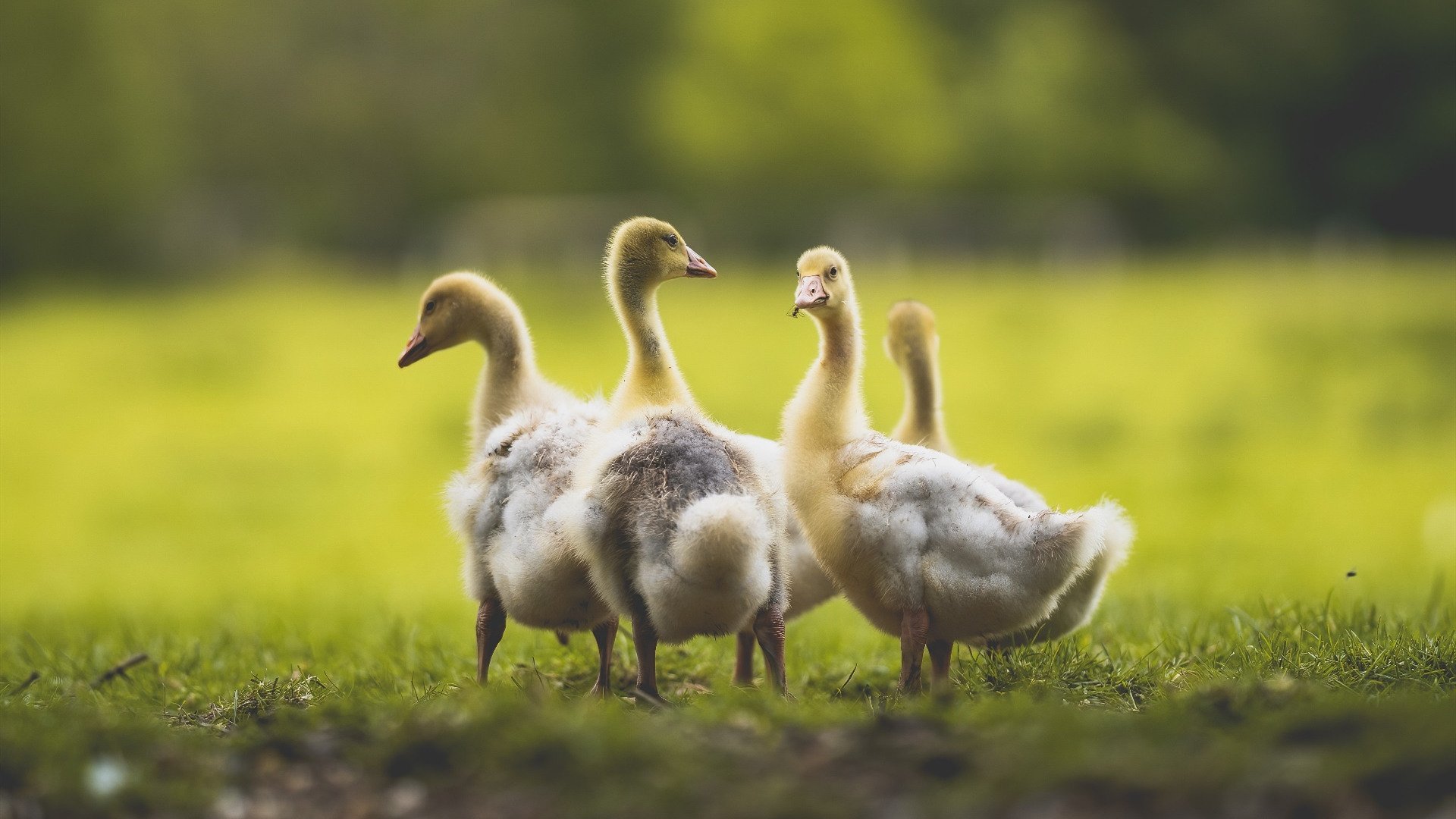 乐鱼体育平台-世界杯精彩场面：燃爆全场的最高荣耀！，世界杯精彩瞬间